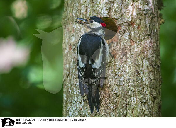 Buntspecht / great spotted woodpecker / FH-02306