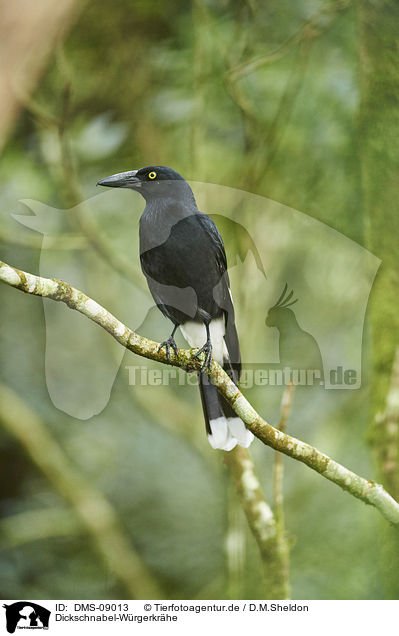 Dickschnabel-Wrgerkrhe / pied currawong / DMS-09013