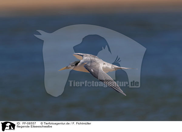 fliegende Eilseeschwalbe / flying Greater Crested Tern / FF-08557