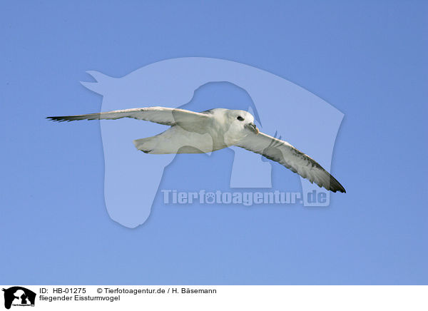 fliegender Eissturmvogel / flying Northern Fulmar / HB-01275