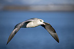 fliegender Eissturmvogel