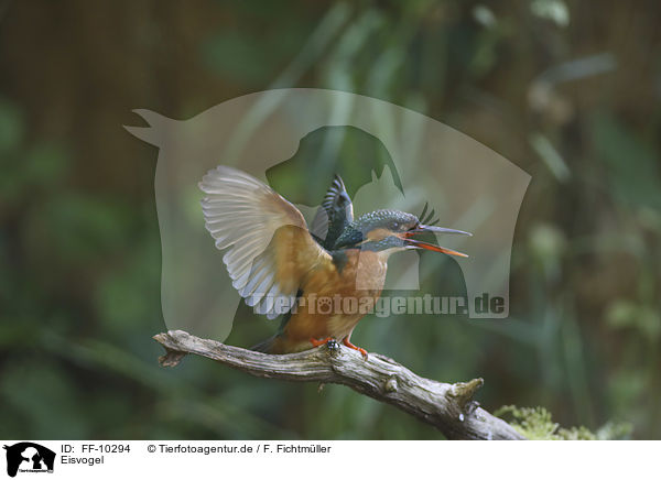 Eisvogel / kingfisher / FF-10294