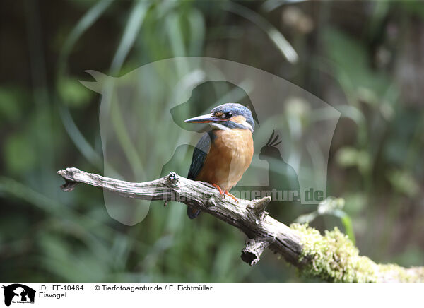 Eisvogel / kingfisher / FF-10464