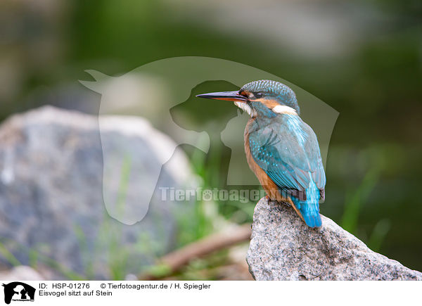 Eisvogel sitzt auf Stein / HSP-01276