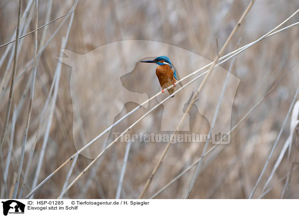 Eisvogel sitzt im Schilf / Kingfisher sits in the reeds / HSP-01285