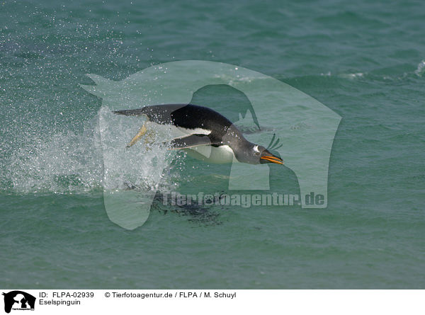 Eselspinguin / Gentoo Penguin / FLPA-02939