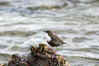 Eurasische Wasseramsel