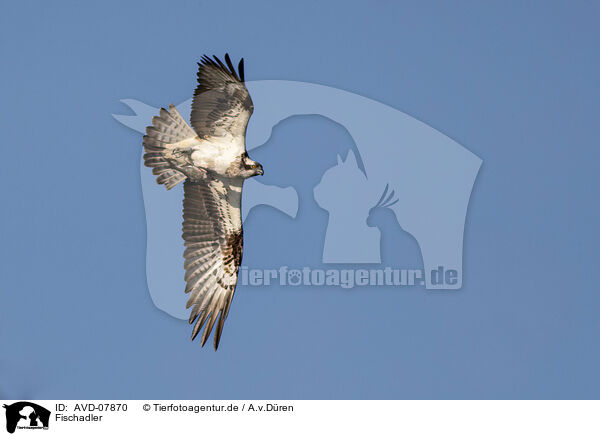 Fischadler / osprey / AVD-07870
