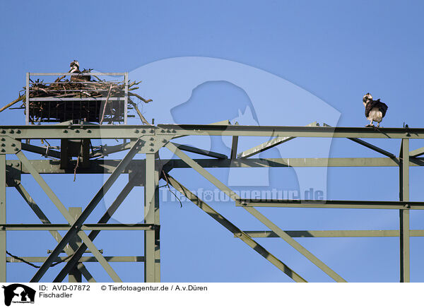 Fischadler / osprey / AVD-07872
