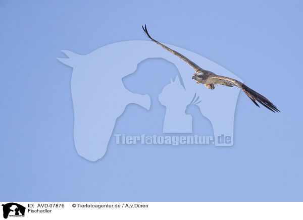 Fischadler / osprey / AVD-07876