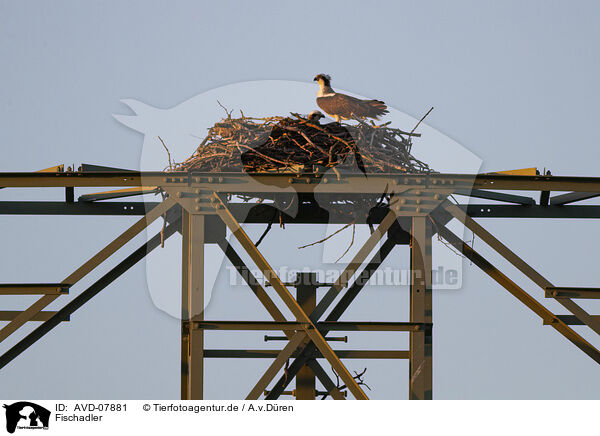 Fischadler / osprey / AVD-07881