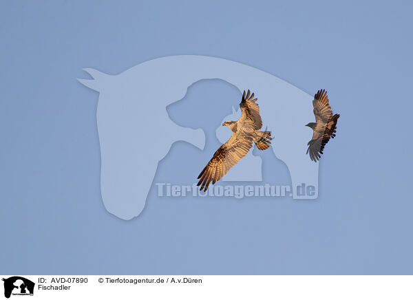 Fischadler / osprey / AVD-07890