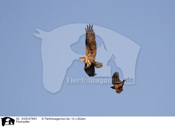 Fischadler / osprey / AVD-07891