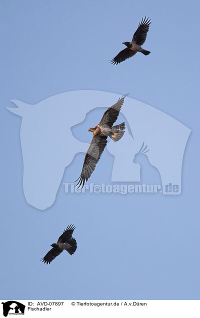 Fischadler / osprey / AVD-07897