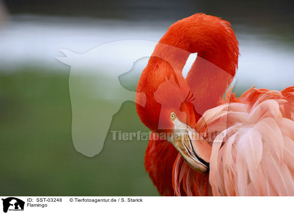 Flamingo / Flamingo / SST-03248