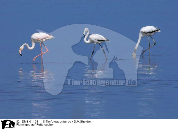 Flamingos auf Futtersuche / foraging flamingos / DMS-01164