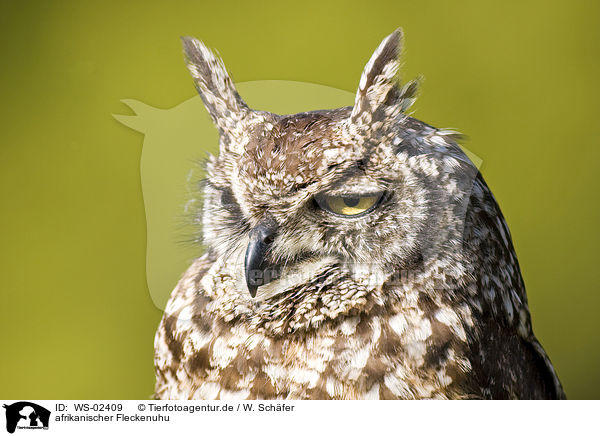 afrikanischer Fleckenuhu / spotted eagle owl / WS-02409