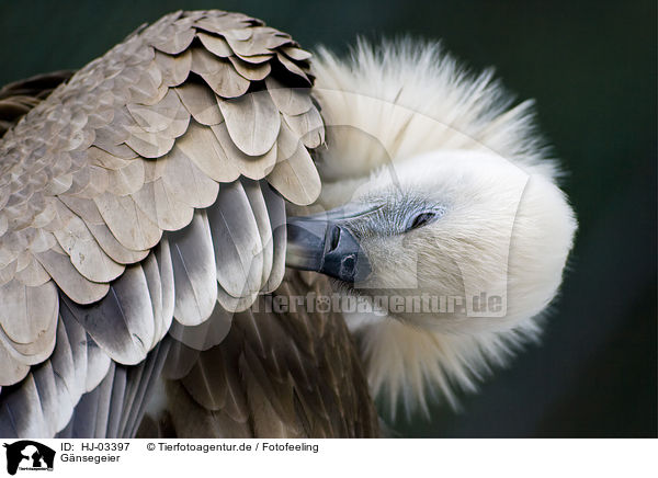 Gnsegeier / griffon vulture / HJ-03397