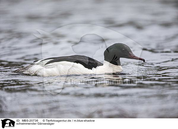 schwimmender Gnsesger / swimming Goosander / MBS-20736