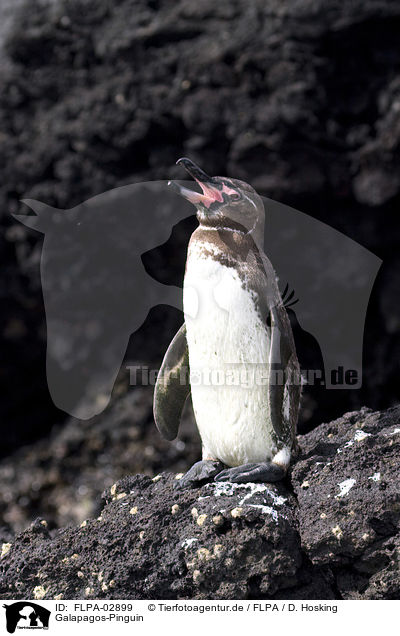 Galapagos-Pinguin / FLPA-02899