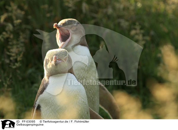 Gelbaugenpinguine / yellow-eyed penguins / FF-03095