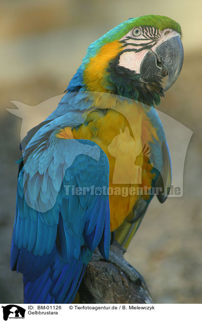 Gelbbrustara / blue-and-yellow macaw / BM-01126