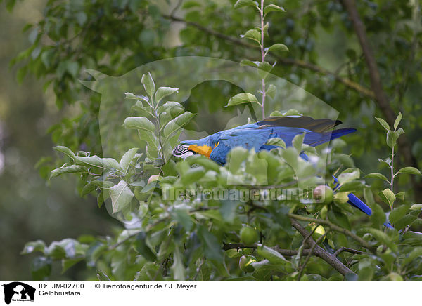 Gelbbrustara / blue and gold macaw / JM-02700