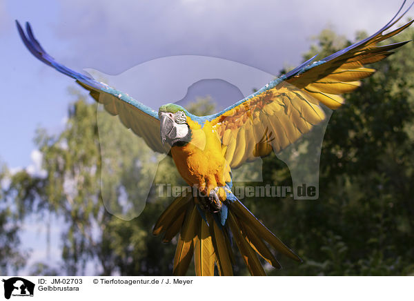 Gelbbrustara / blue and gold macaw / JM-02703