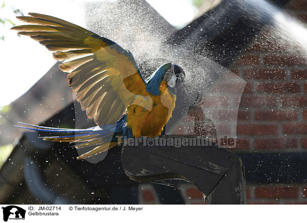 Gelbbrustara / blue and gold macaw / JM-02714