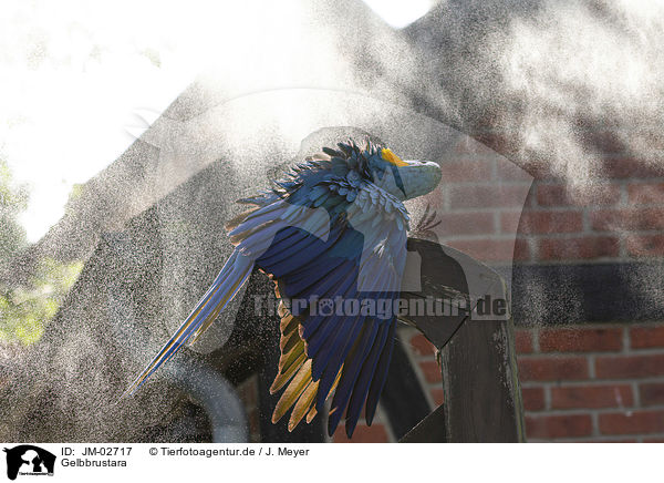 Gelbbrustara / blue and gold macaw / JM-02717