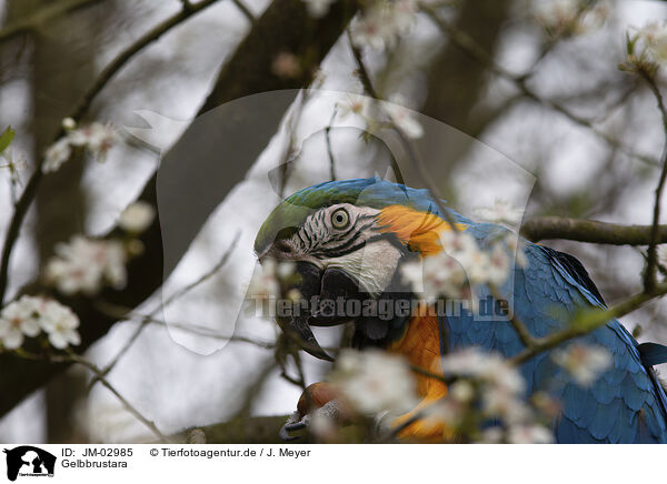 Gelbbrustara / blue and gold macaw / JM-02985
