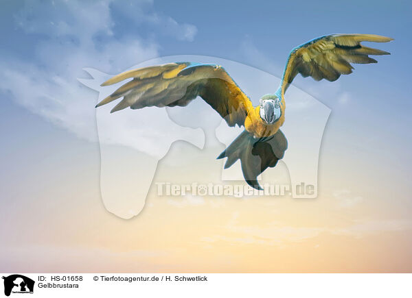 Gelbbrustara / blue and gold macaw / HS-01658