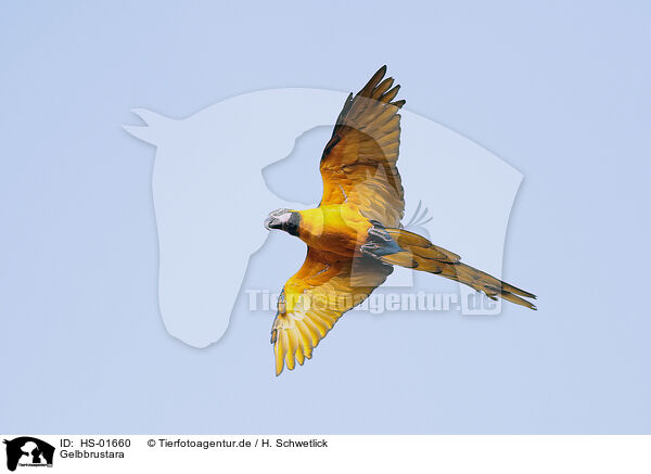 Gelbbrustara / blue and gold macaw / HS-01660