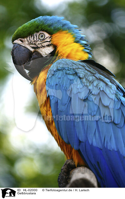 Gelbbrustara / blue and gold macaw / HL-02000