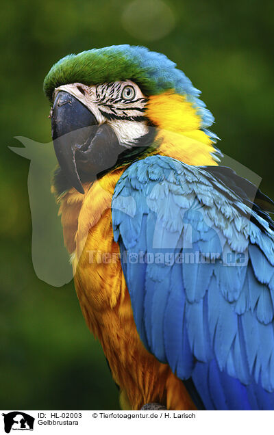 Gelbbrustara / blue and gold macaw / HL-02003