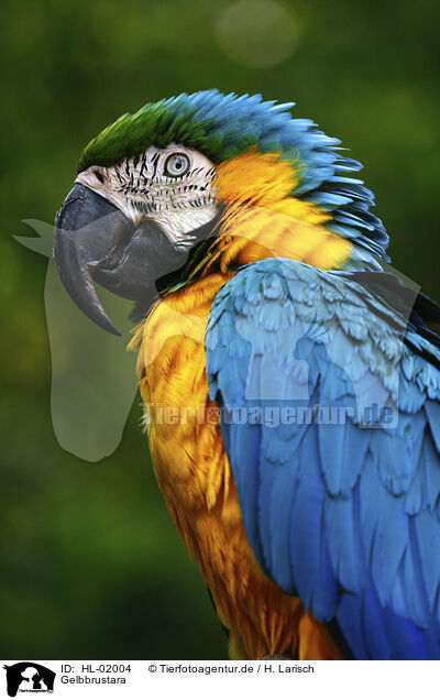Gelbbrustara / blue and gold macaw / HL-02004