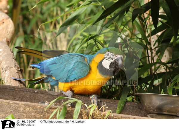 Gelbbrustara / blue and gold macaw / HL-02097