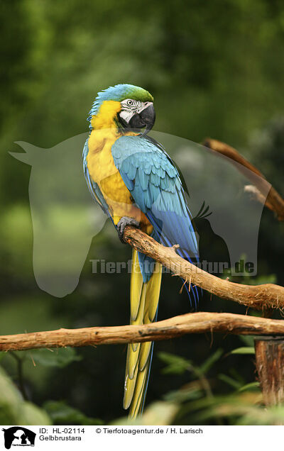 Gelbbrustara / blue and gold macaw / HL-02114