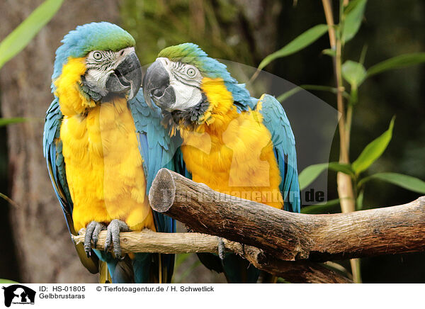 Gelbbrustaras / blue and gold macaws / HS-01805