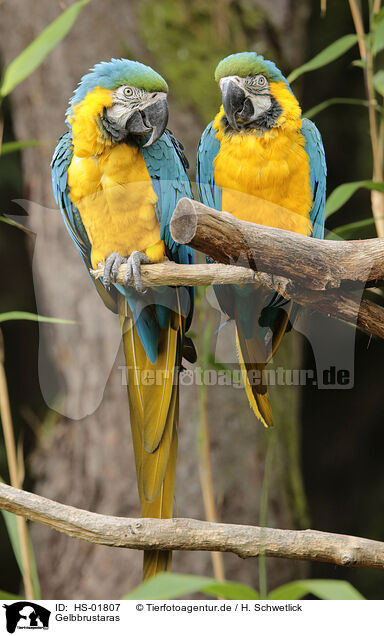 Gelbbrustaras / blue and gold macaws / HS-01807