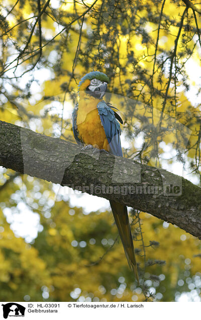 Gelbbrustara / Yellow-breasted Macaw / HL-03091