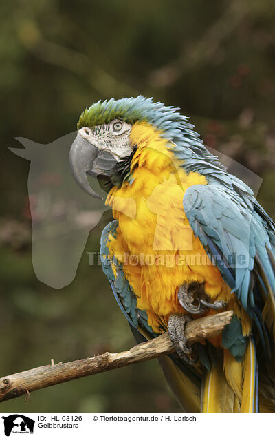Gelbbrustara / Yellow-breasted Macaw / HL-03126