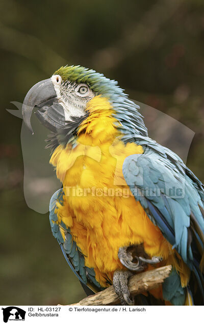 Gelbbrustara / Yellow-breasted Macaw / HL-03127