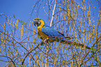 Gelbbrustara Vogelpark Marlow