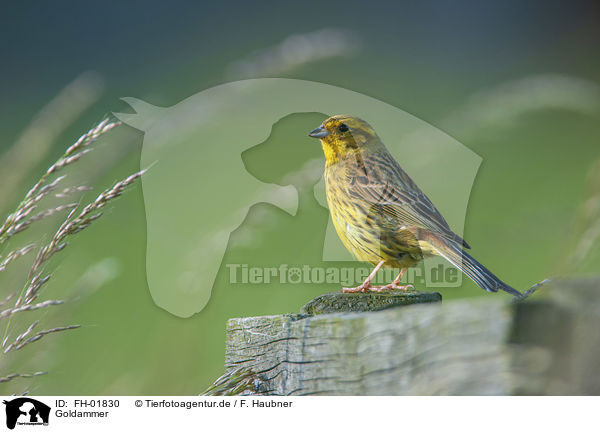 Goldammer / yellowhammer / FH-01830