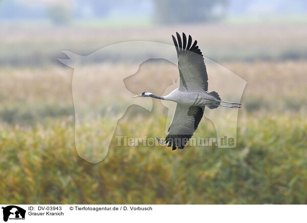 Grauer Kranich / common crane / DV-03943