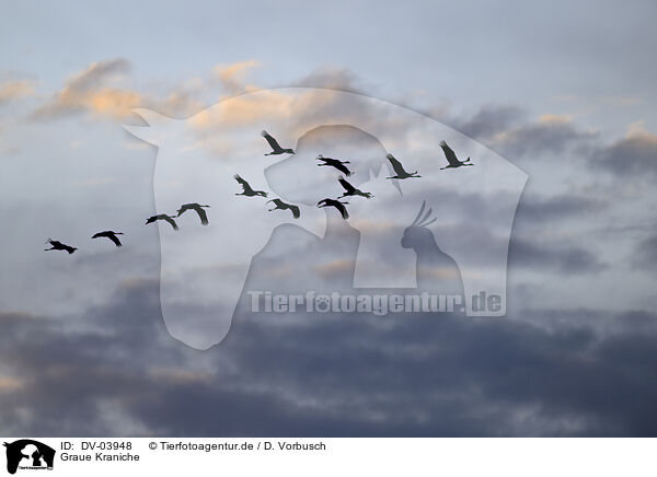 Graue Kraniche / common cranes / DV-03948