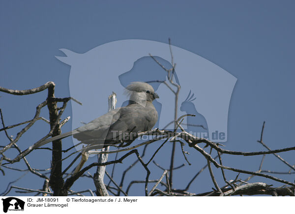 Grauer Lrmvogel / grey go-away bird / JM-18091