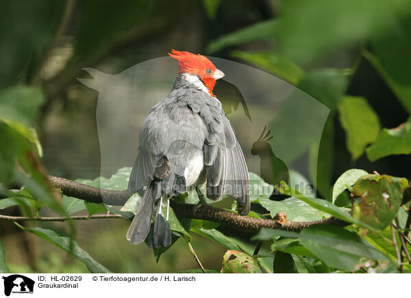 Graukardinal / red-crested cardinal / HL-02629