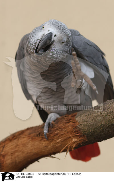 Graupapagei / African gray parrot / HL-03832